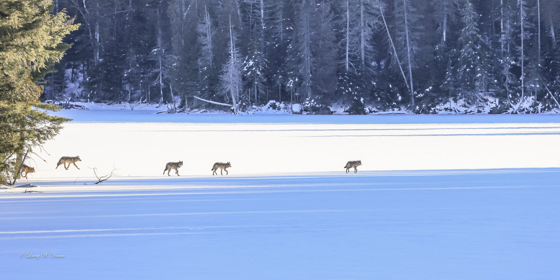 wolves crossing a frozen lake