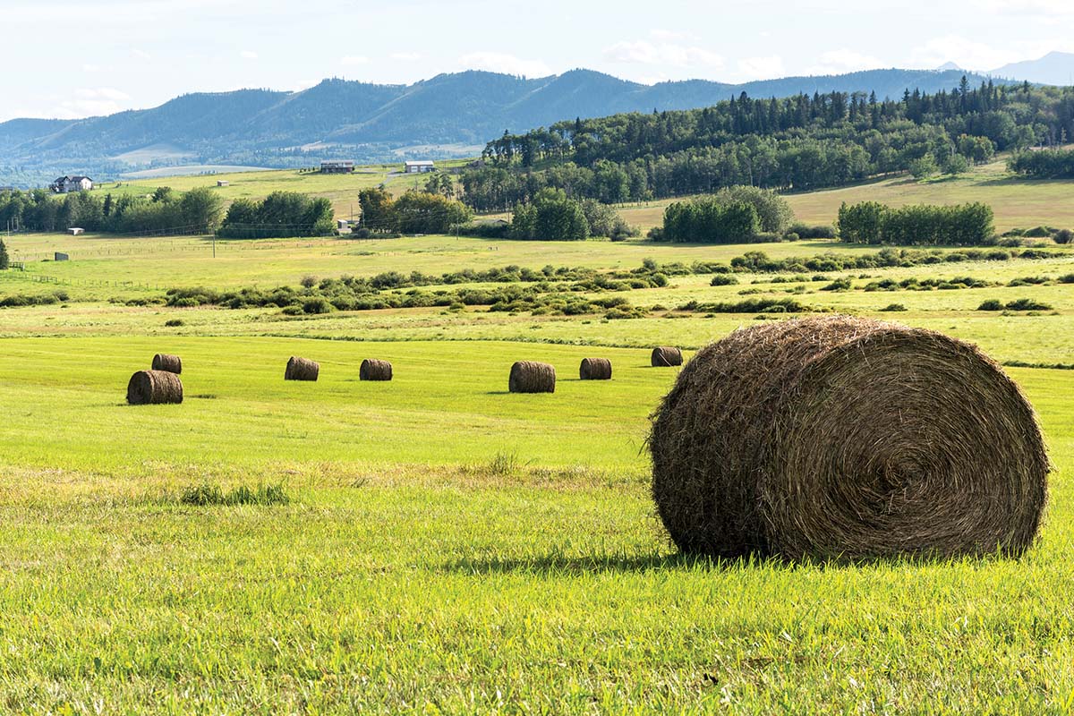 round bales in Butler's field