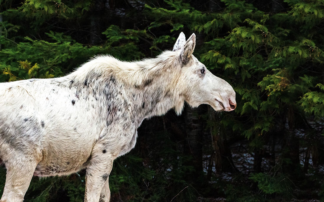 Albino moose
