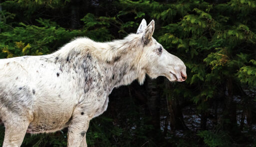 Albino moose