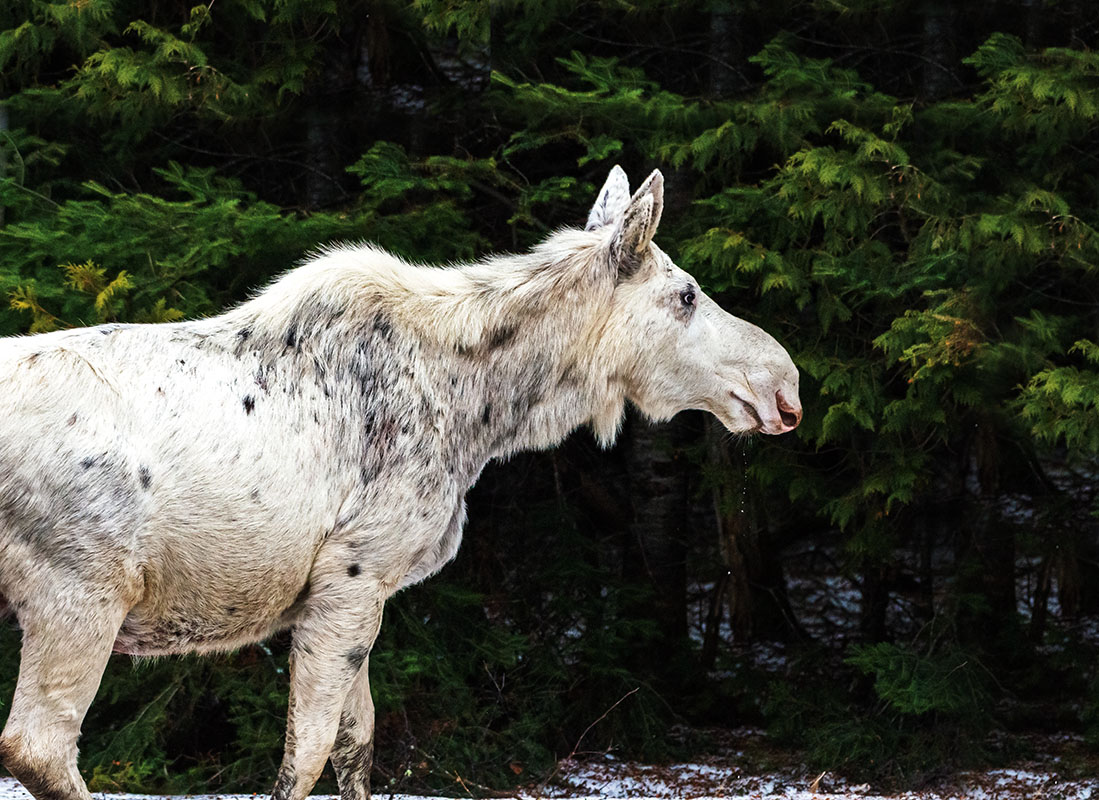 Albino moose
