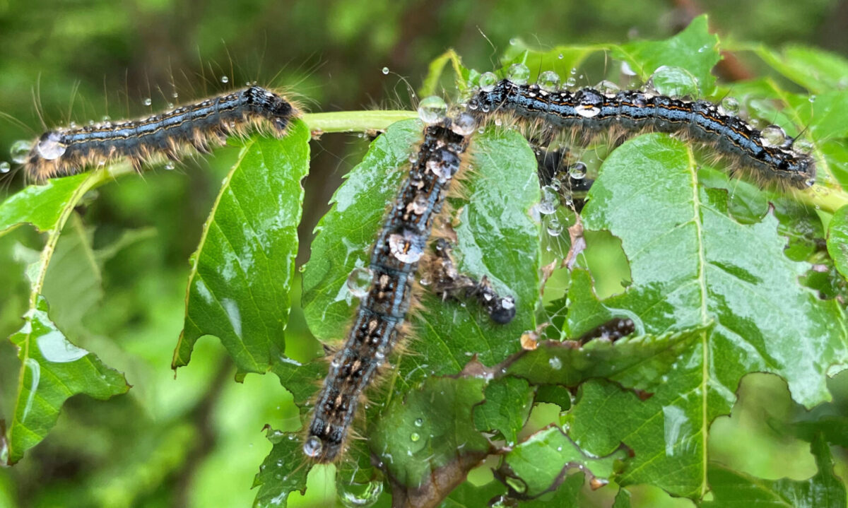 Close up of forest tent caterpillars on a leaf with water droplets in Timmins