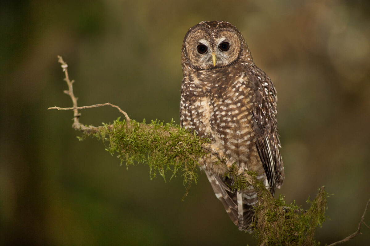 A spotted owl looking forward, perched on the end of a tree branch