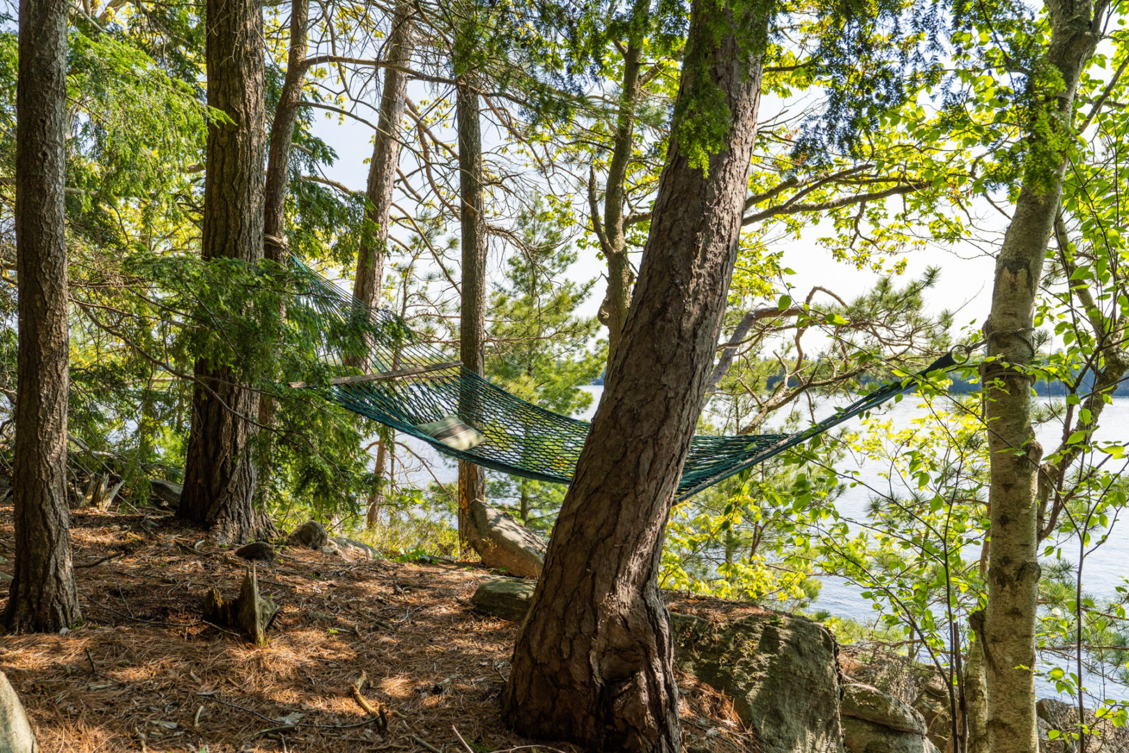 A hammock hangs suspended between trees, lakeside.