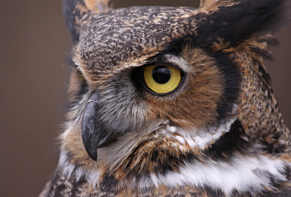 An extreme close-up of a great horned owl
