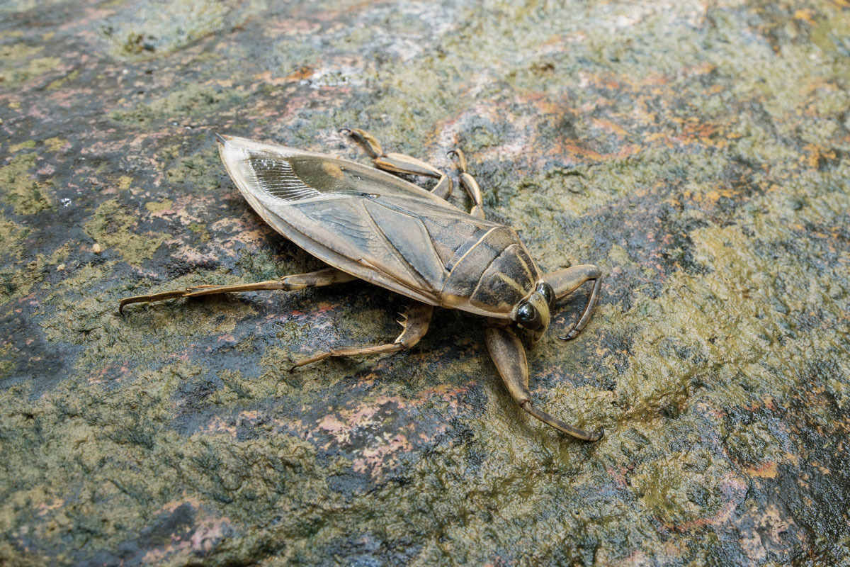 giant water bug on a rock