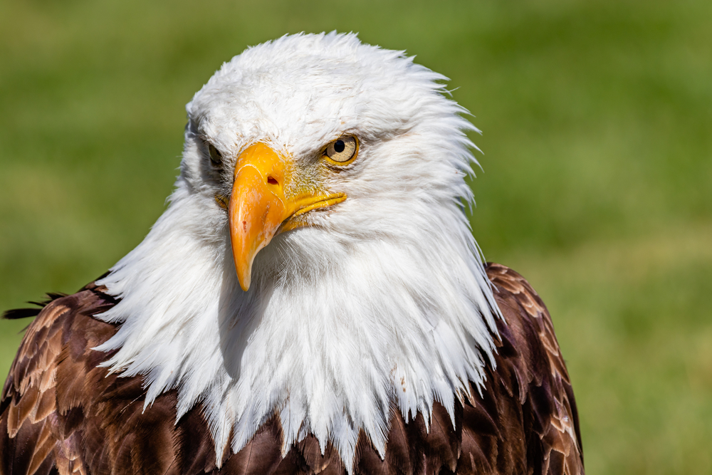 A close-up of a bald eagle
