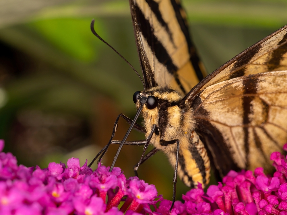 A close-up of a tiger swallowtail butterfly