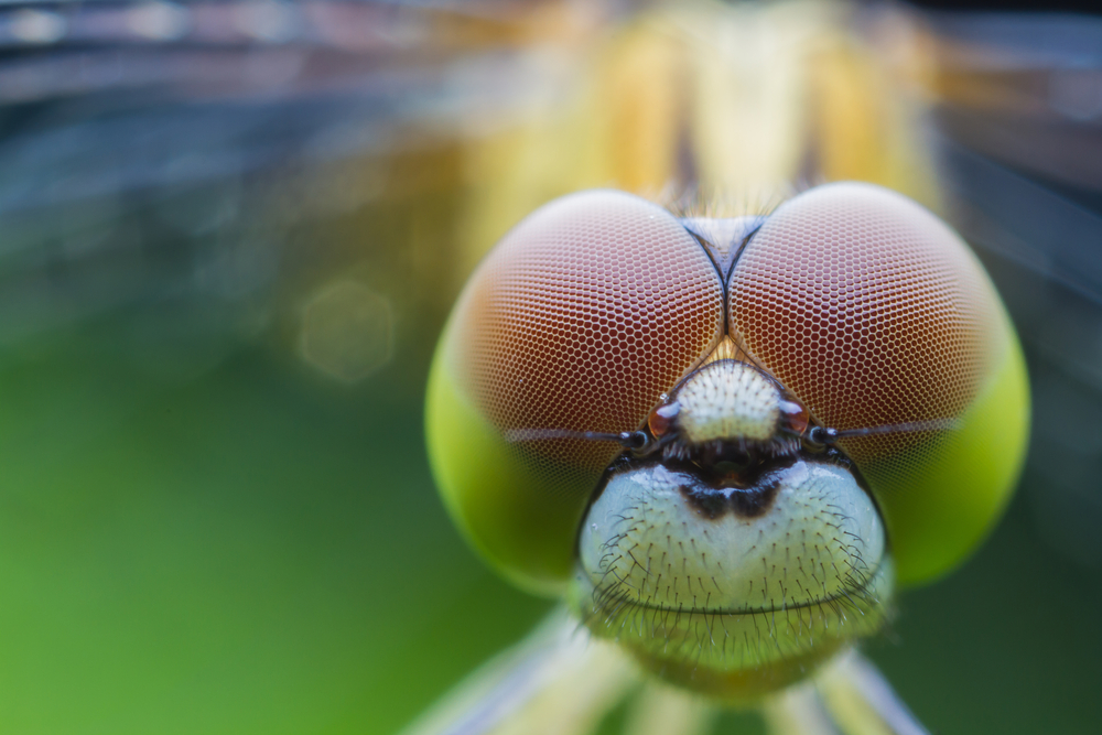 A macro shot of a dragonfly
