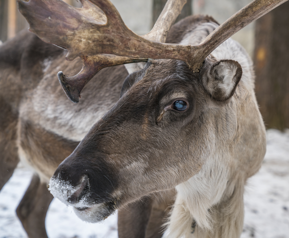 A caribou with blue eyes looking at the camera