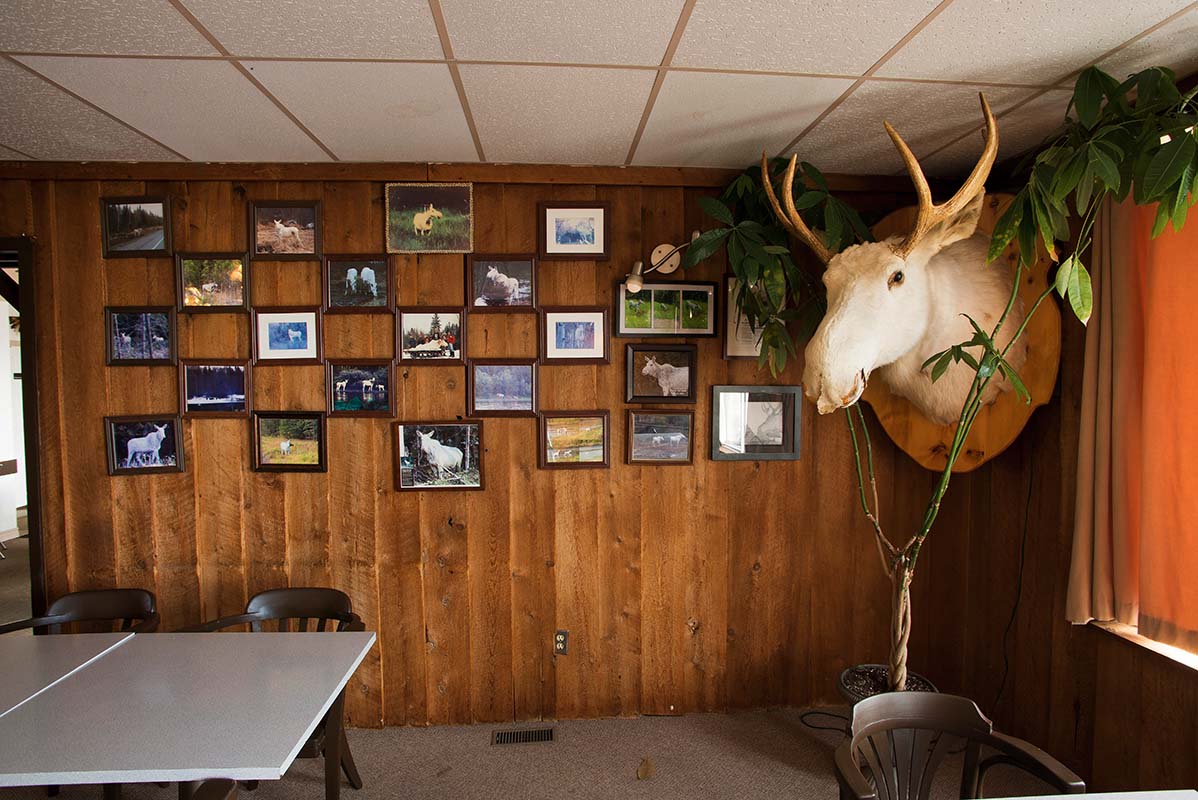 Mount of the white moose inside the museum next to images of white moose