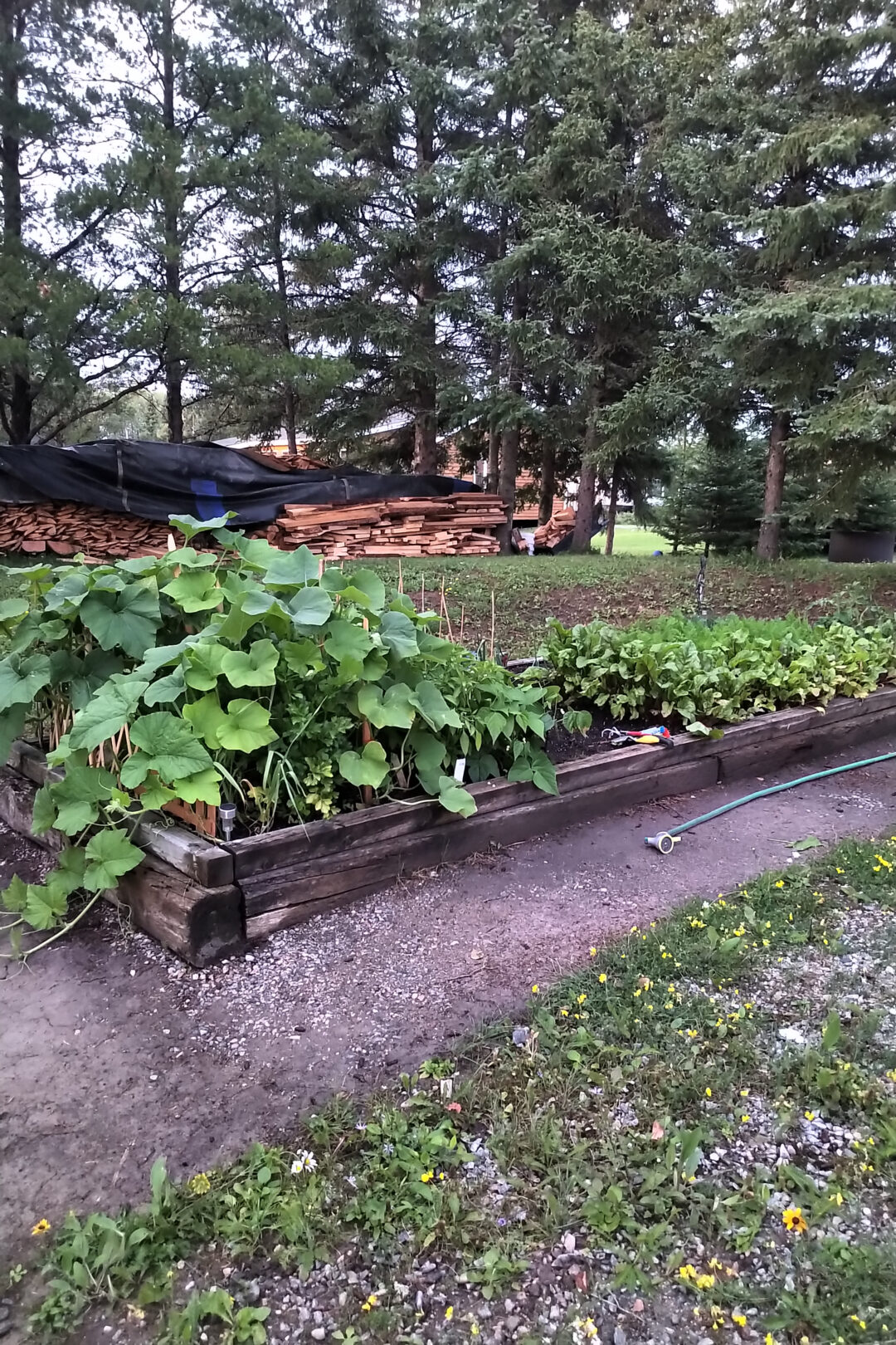 A raised garden bed with greenery growing throughout. A large stack of firewood sits in the background.