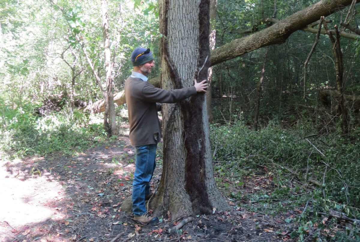 Robert Fedrock, dressed in a grey sweater and jeans, wrapping his arms around the base of the tree with the world's tallest recorded poison ivy vine travelling up the centre