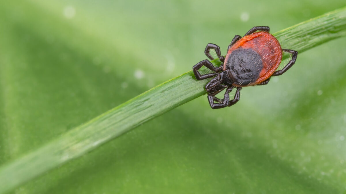 Blacklegged deer tick with its legs curled around a strand of grass
