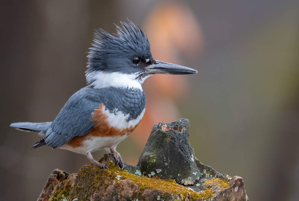 A belted kingfisher perched on a stump