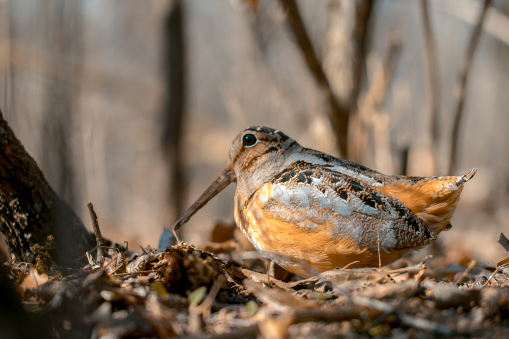 An American woodcock sitting in leaf litter