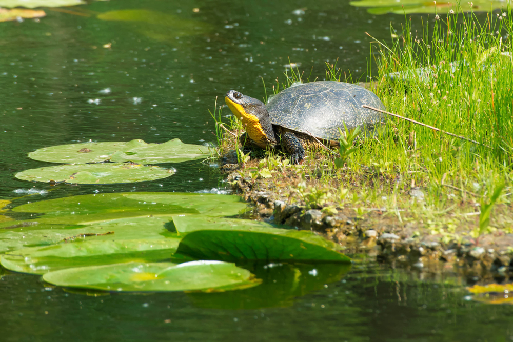 A Blanding's Turtle is basking in the sun on a floating, man made island in a pond. Greenbelt development