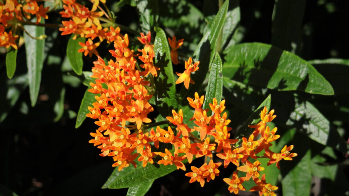 Bloom of orange butterfly milkweed