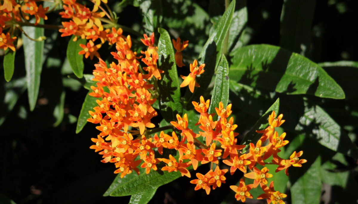 Bloom of orange butterfly milkweed