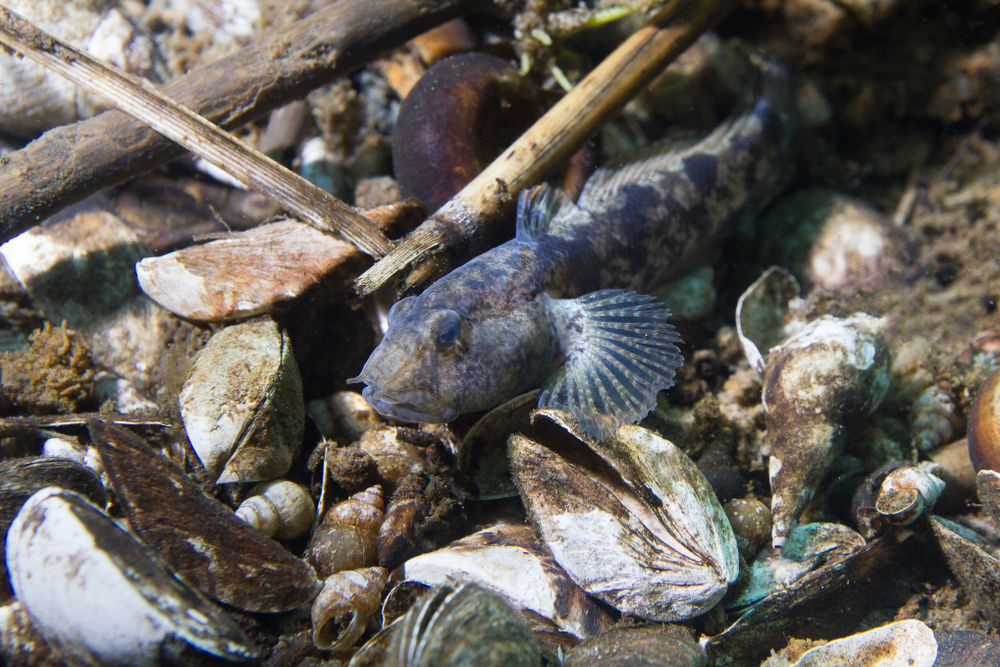 tubenose goby underwater