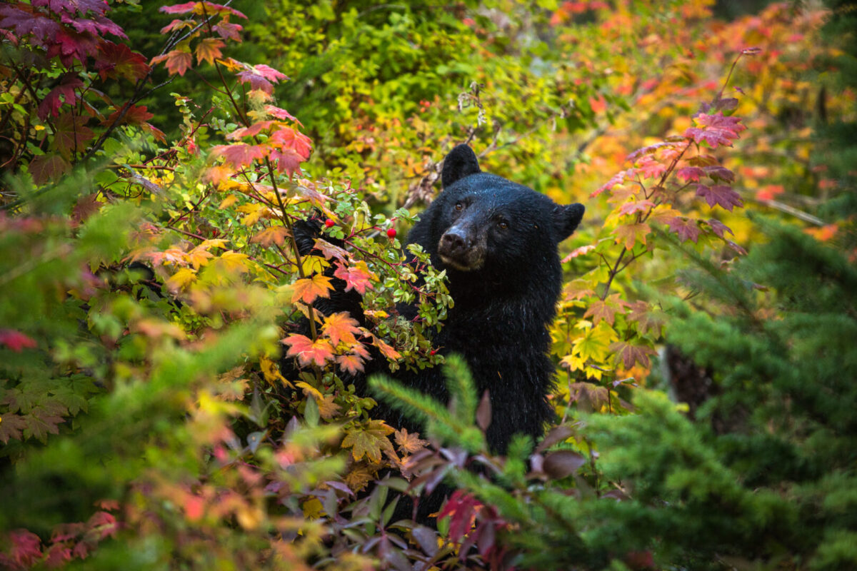 Black bear gorging on berries in the middle of a forest