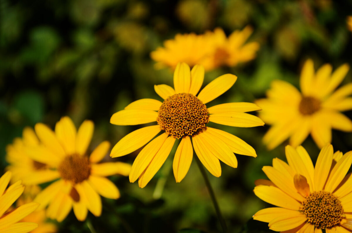 Ox-eye sunflower, one of the native plants in meadowland loam