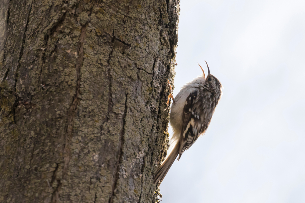 A brown creeper with its beak open walking up a tree