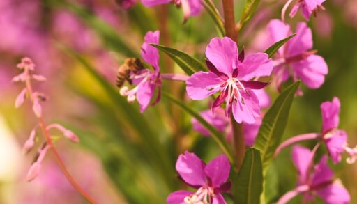 A pink fireweed bloom on the right in front of other plants