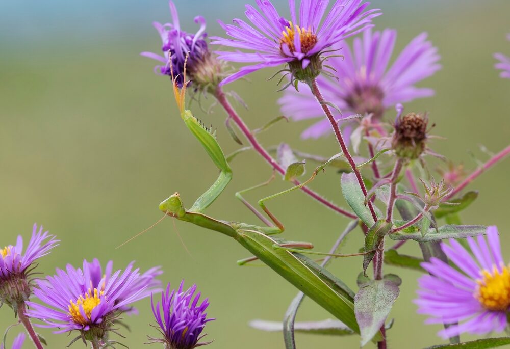 Praying Mantis on a New England Aster waiting to ambush its prey - Ontario, Canad