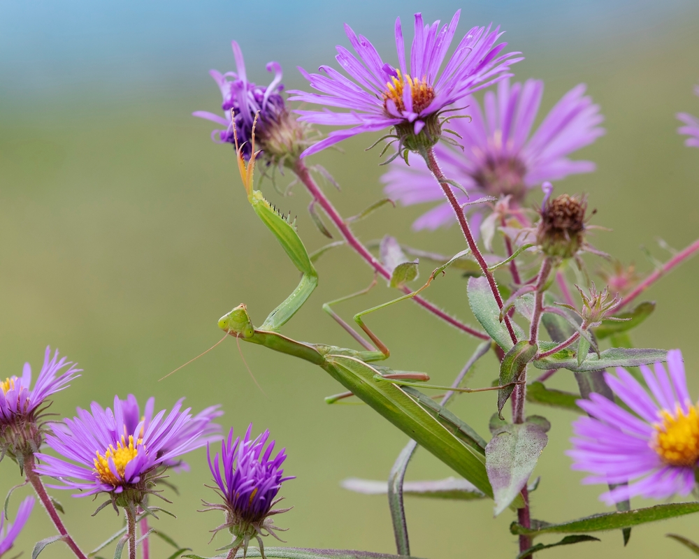 Praying Mantis on a New England Aster waiting to ambush its prey - Ontario, Canad