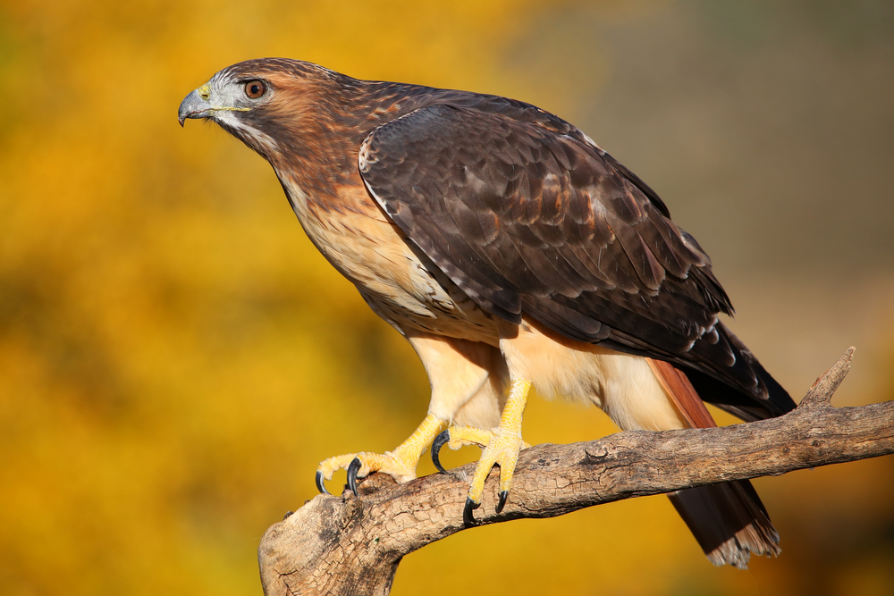 A red-tailed hawk perched on a branch