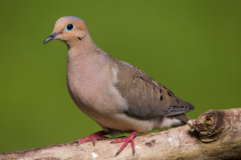 A mourning dove sitting on a branch