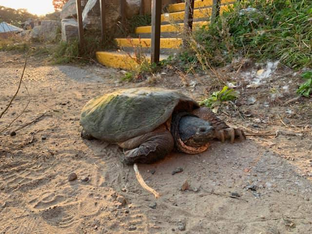 Grace, one-eyed turtle