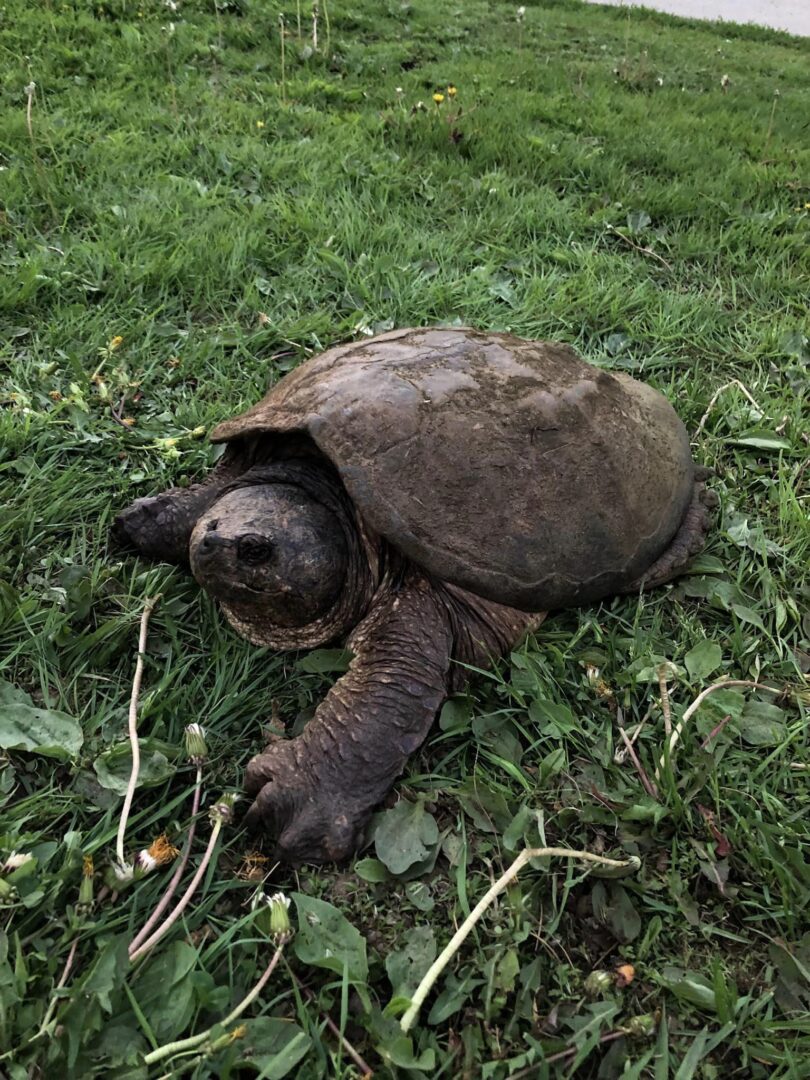 One-eyed snapping turtle on grass