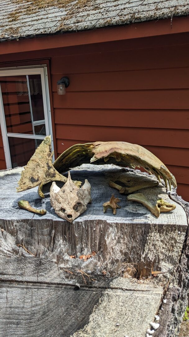 Skeletal remains of Grace the one-eyed turtle