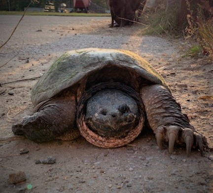 one-eyed snapping turtle