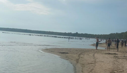Picton community members form a line across the beach and into the water