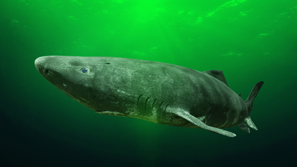 A Greenland shark against a green background