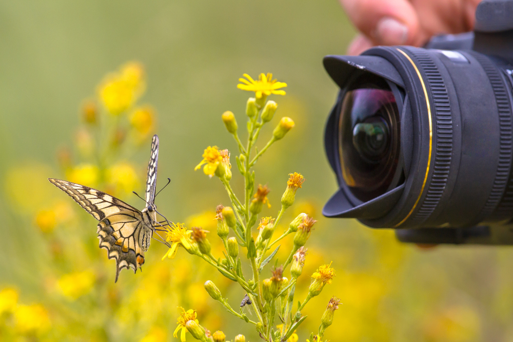 camera taking a photo of a butterfly up close