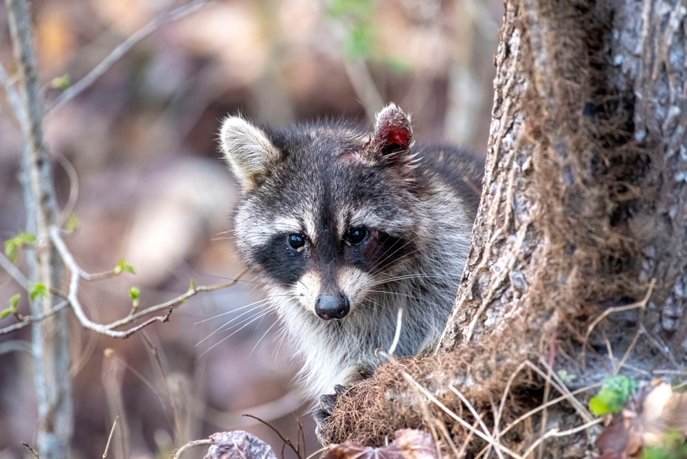 raccoon beside tree