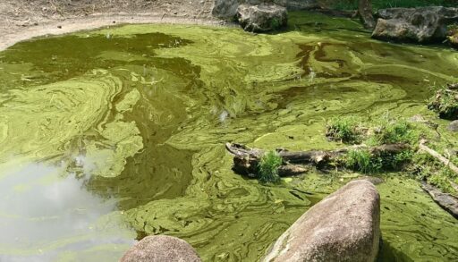 Blue-green algae, also called Cyanobacteria, are photosynthetic bacteria referred to as pond scum. They grow in pond when the water is warm and enriched with food nutrients.