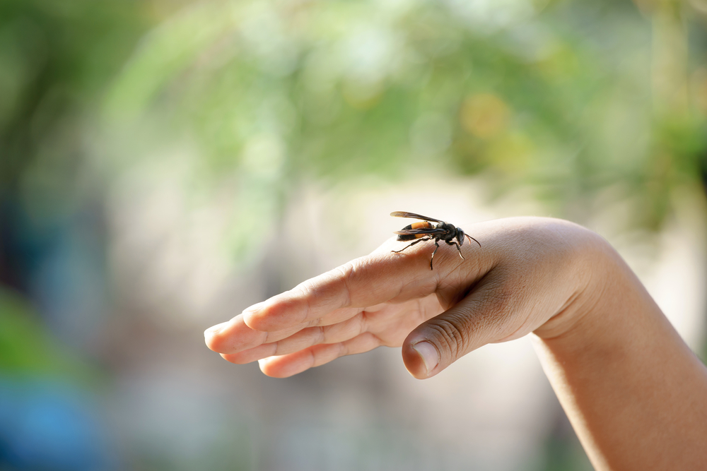 A wasp resting on someone's hand