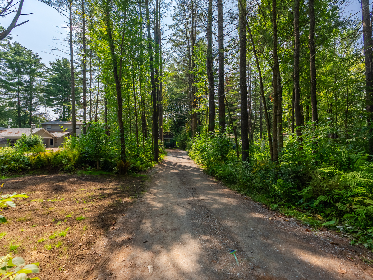 A long dirt road with tall trees on either side leads into a cottage property.