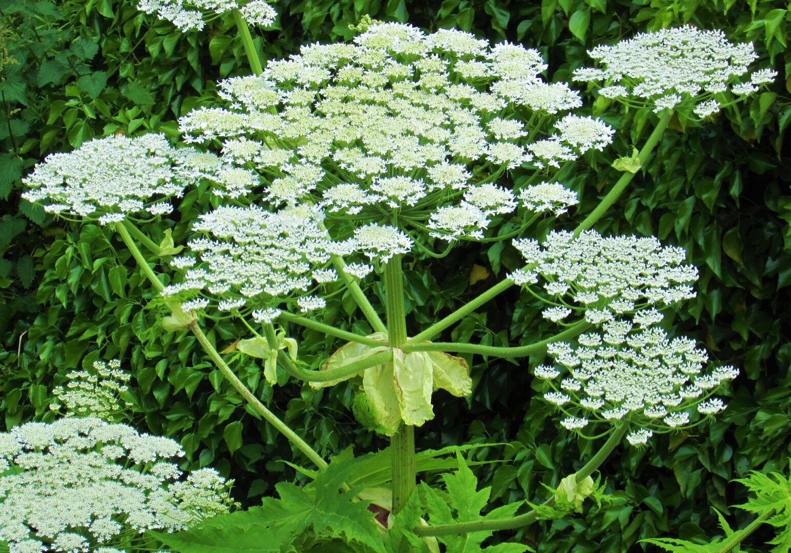 A close up of giant hogweed