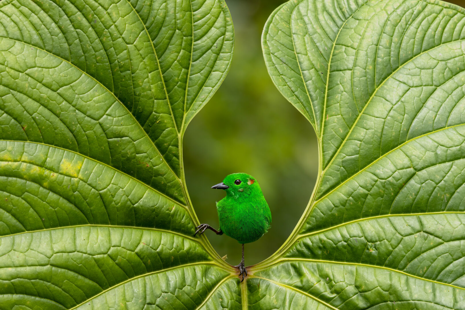 Glistening-green Tanager sitting in a big green leaf