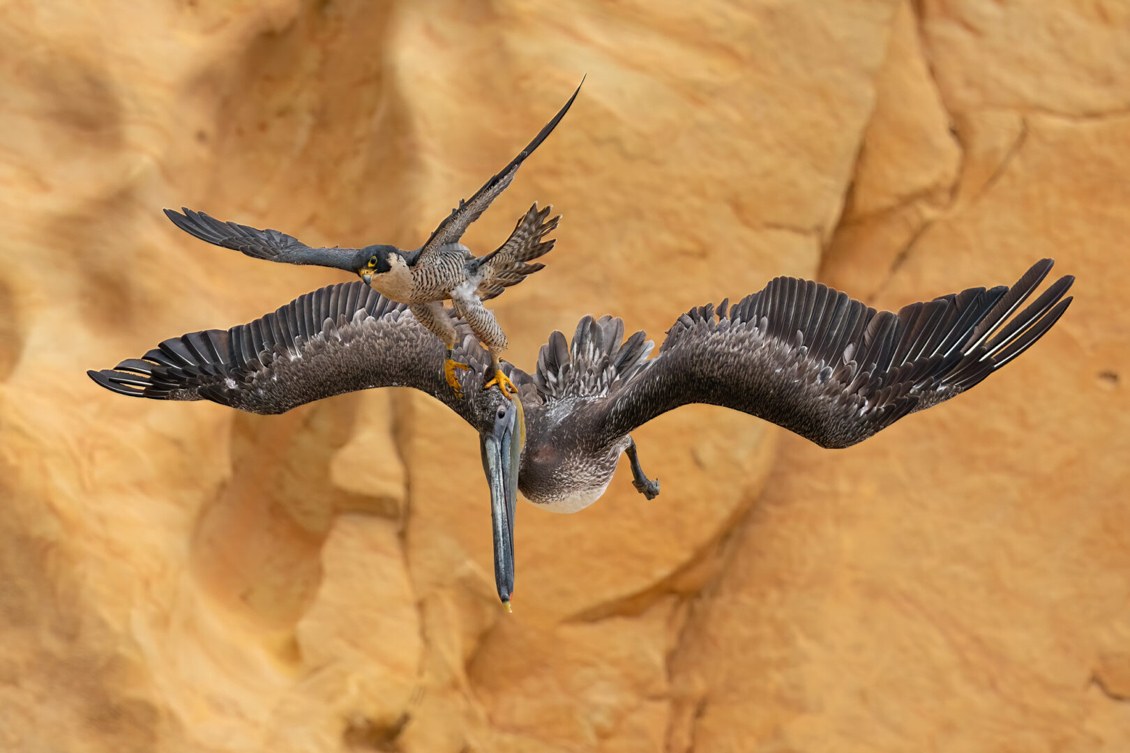 A falcon attacks a pelican mid flight