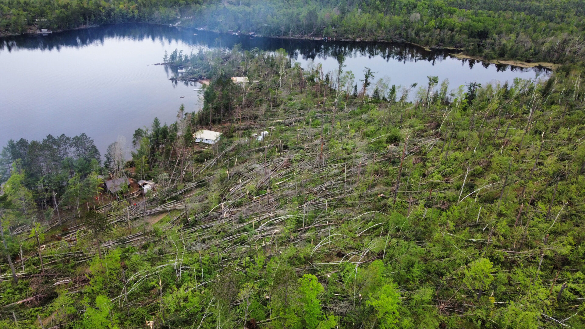 Trees on Lake Mazinawflatted by the derecho