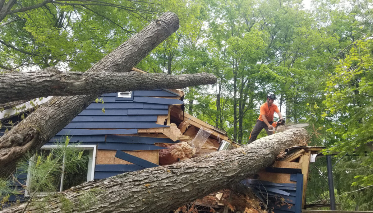 Arborist attempts to cut a fallen tree with a chainsaw