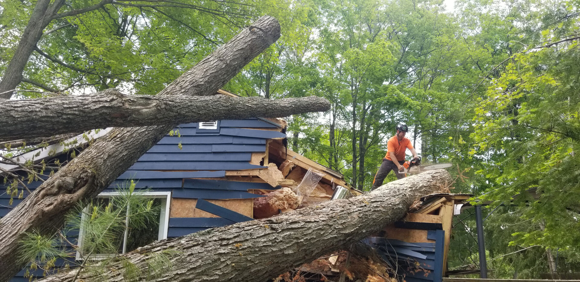Arborist attempts to cut a fallen tree with a chainsaw