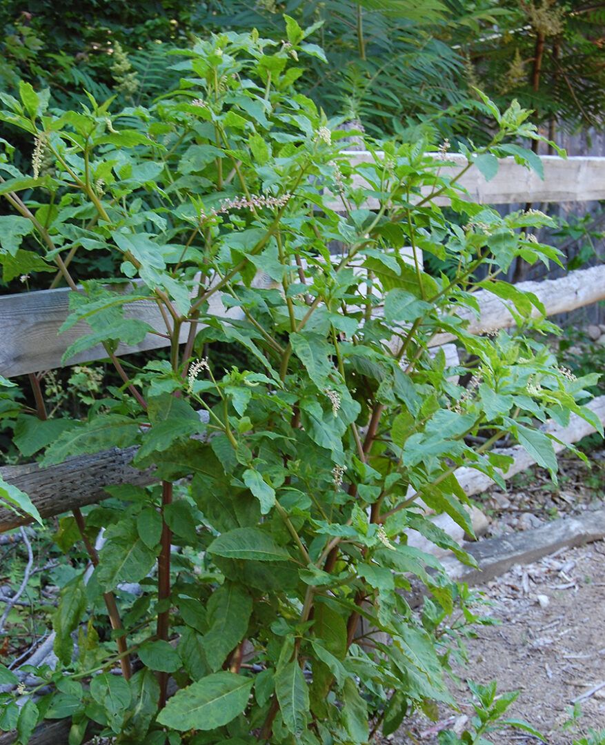 Pokeweed growing near a wood fence